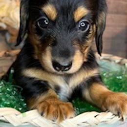 Dachshunds from Wilson’s Wieners