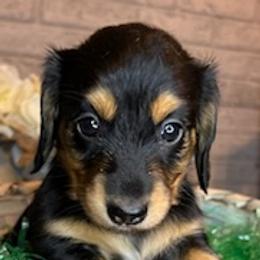Dachshunds from Wilson’s Wieners