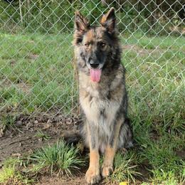 Solar - German Shepherd