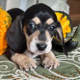 Whiskey Black and Cream Female - Black and cream female Dachshund puppy in Lakeland, Florida from Grazing Weeners