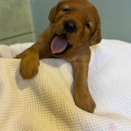 Clementine - Dark golden female Golden Retriever puppy in Maysville, North Carolina from Gold Rush Retrievers