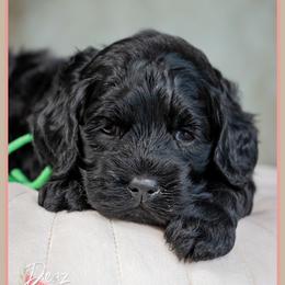 Tuscon - Black male Cockapoo puppy in Connersville, Indiana from Deaz Doodle Ranch