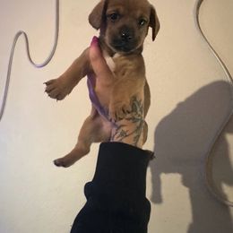 Chihuahua and Dachshund Puppies from Wienie_gang