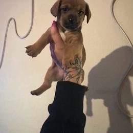 Chihuahua and Dachshund Puppies from Wienie_gang