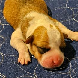 Bailey - Red female Pembroke Welsh Corgi puppy in Walnut, Iowa from Michelle's House of Corgi's