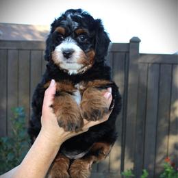 Sugar - Tri-color female Bernedoodle puppy in Eagle Mountain, Utah from Fur Real Puppies.