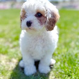 Polka - Blenheim female Cavapoo puppy in Kennewick, Washington from The Little Park Farm