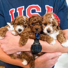 Nova's Boy 1 - Red male Cavapoo puppy in Pleasant Grove, Utah from Destination Doodles