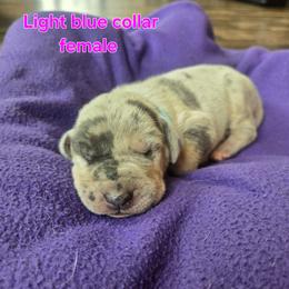 Light blue - Merle female Great Dane puppy in Ulen, Minnesota from Hogenson Family Farm