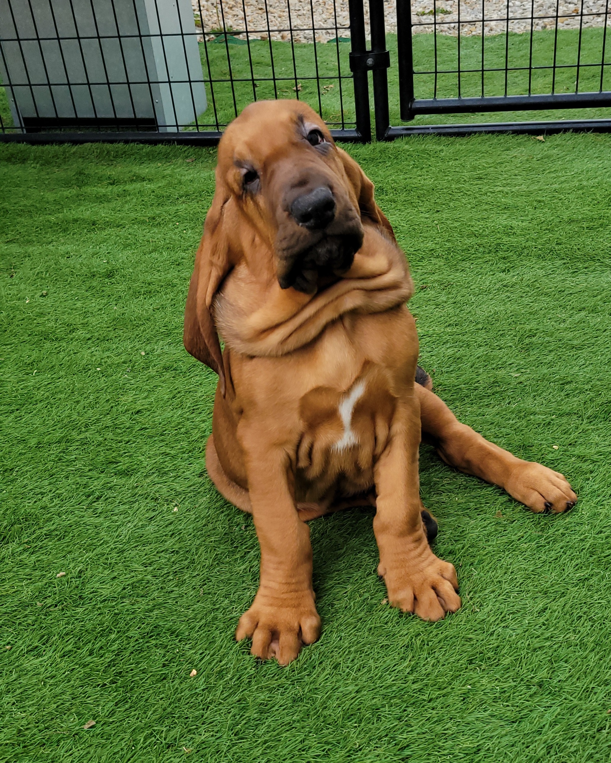 Bloodhound Puppies from KRC Ozark Mountain Bloodhounds