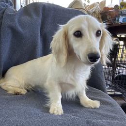 Frosr - Dachshund