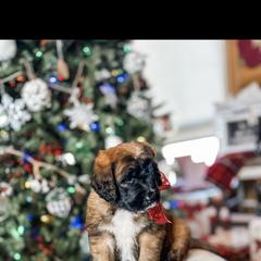Aussiedoodle, Goldendoodle, Poodle, Saint Berdoodle, Saint Bernard, and Sheepadoodle Puppies from Rocky Ridge Ranch