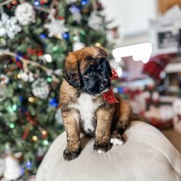 Aussiedoodle, Goldendoodle, Poodle, Saint Berdoodle, Saint Bernard, and Sheepadoodle Puppies from Rocky Ridge Ranch