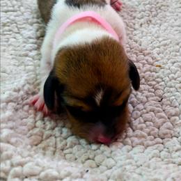 Butterscotch - Piebald female Dachshund puppy in Hollis, Oklahoma from Write Breed Doxies