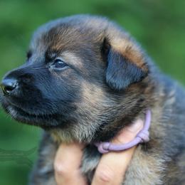 Purple collar - Sable female German Shepherd puppy in Prospect, Connecticut from Di Massimo Canile