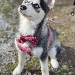 Pomsky Puppies from Brent Bauer