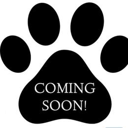 Black red points male - Black male Miniature Schnauzer puppy in Bluffdale, Utah from Mountain Point Schnauzers