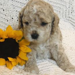 Cockapoo Puppies from Maple’s Cockapoo Puppies
