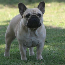 Pyper - French Bulldog