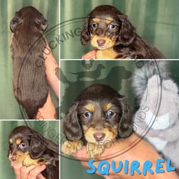 Squirrel - Chocolate and tan male Dachshund puppy in Fond Du Lac, Wisconsin from Clucking Homestead Springers & Dachshunds