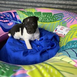 Uncle Sam - White and black male Rat Terrier puppy in Cushing, Oklahoma from Northwoods Rat Terriers