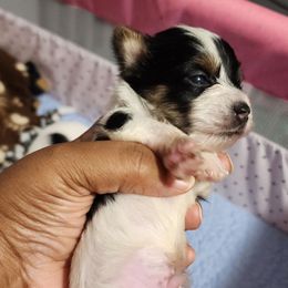 Boy 2 - Chocolate and tan male Yorkshire Terrier puppy in Newport News, Virginia from Ty-Shea Designs Yorkies and More LLC