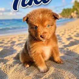 Tiki - Red tri male Miniature Australian Shepherd puppy in Idalou, Texas from Lonesome Pine Mini Aussies