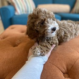 Havanese and Havapoo Puppies from Ladypawspuppies