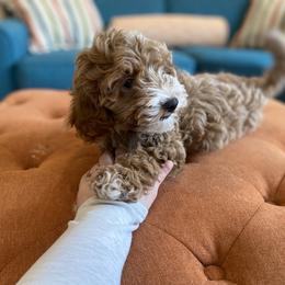 Havanese and Havapoo Puppies from Ladypawspuppies