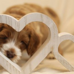 Australian Labradoodle Puppies from Majestic Labradoodles