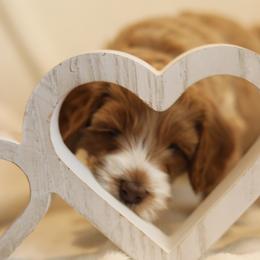 Australian Labradoodle Puppies from Majestic Labradoodles