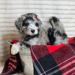 Aussiedoodle Puppies from Silva Ranch Doodles