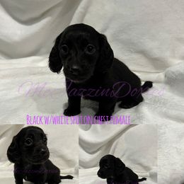 Dachshund Puppies from McJazzin Doxies