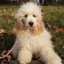 Cockapoos, Cocker Spaniels, and Poodles from Camic Cockapoos