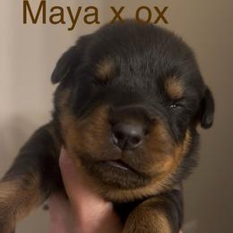 Brown collar - Black and mahogany male Rottweiler puppy in Birmingham, Alabama from K&B Rotts