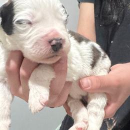 Saint Bernard Puppies from M&R SKYHAVEN SAINTS
