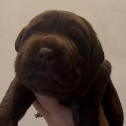 Girl 2 - Chocolate female Labrador Retriever puppy in Hutto, Texas from Texas Bluebonnet Labs