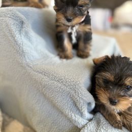 Biewer Terrier, Cavapoo, Cockapoo, Goldendoodle, Poodle, and Yorkshire Terrier Puppies from Pucci Pawfect