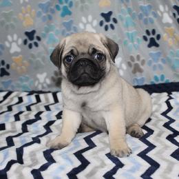 Hopper - Fawn male Pug puppy in Tuscola, Illinois from Dream on puppies