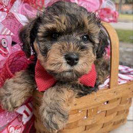 ESA lines David handsome sable - Sable male Schnoodle puppy in Temple, Texas from Schnauzers Of Taylor