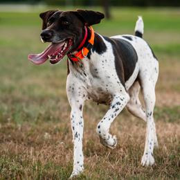 Charlie - German Shorthaired Pointer