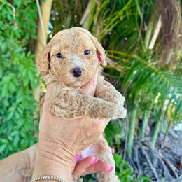 Murphy - Apricot male Goldendoodle puppy in Fort Myers, Florida from Daisy Doodles LLC