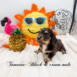 Tamatoa - Black and cream male Dachshund puppy in Prairieville, Louisiana from Southern Barron Danes & Dachshunds