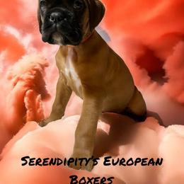 Boxer Puppies from Serendipity's European Boxers