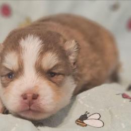 Copper - Red and white male Pomsky puppy in Stover, Missouri from Lx2 County Line Pomskies