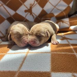 Girl 2 - female Labrador Retriever puppy in Alcester, South Dakota from R-Team