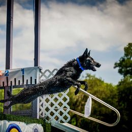 Falcon - German Shepherd
