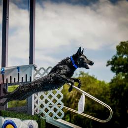 Falcon - German Shepherd
