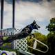 IntCH Lace's High Flying Falchion Vom Hall BCAT CGC CGCA CGCU DS