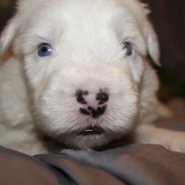 Old English Sheepdog, Sheepadoodle, and Shih Tzu Puppies from Animal Crackers